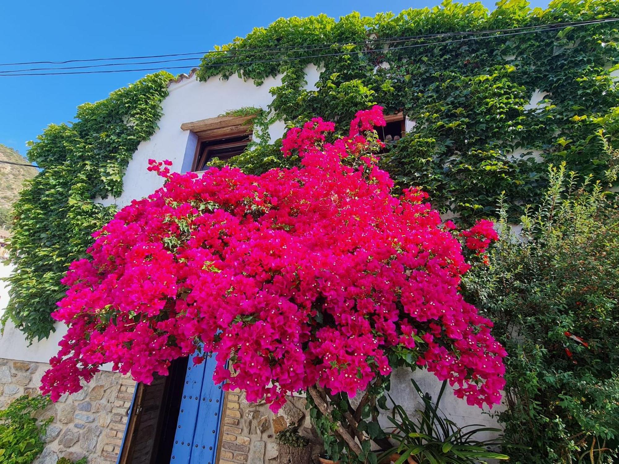 Vila Casa La Yedra By Casaturistica Benarrabá Exteriér fotografie